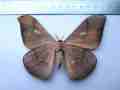 Antheraea jana 2 (gynandromorph, Indonesia, East Java, Bojonegoro, May-2015) Internet image courtesy of Anton Kozlov, non-commercial use only